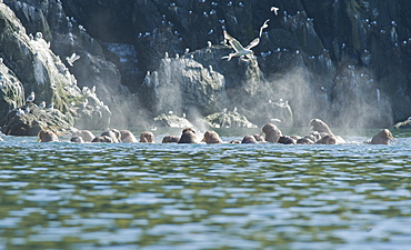 Wild Males Walrus (Odobenus rosmarus), Endangered, Haul out, colony, Bogoslov Island (Bering Sea) Russia, Asia