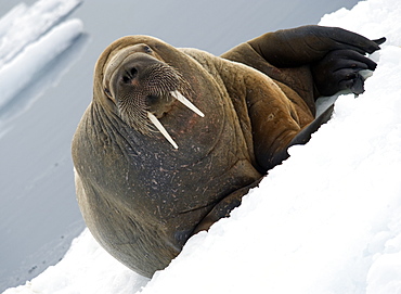 Walrus (Odobenus rosmarus). Longyearbyen, Far Northern Ice Sheets, Svalbard, Norway