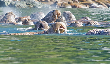 Wild Males Walrus (Odobenus rosmarus), Endangered, Haul out, colony, Bogoslov Island (Bering Sea) Russia, Asia