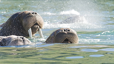 Wild Males Walrus (Odobenus rosmarus), Endangered, Haul out, colony, Bogoslov Island (Bering Sea) Russia, Asia