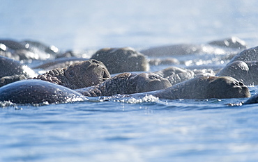 Wild Males Walrus (Odobenus rosmarus), Endangered, Haul out, colony, Bogoslov Island (Bering Sea) Russia, Asia