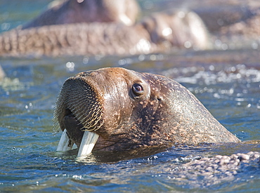 Wild Males Walrus (Odobenus rosmarus), Endangered, Haul out, colony, Bogoslov Island (Bering Sea) Russia, Asia