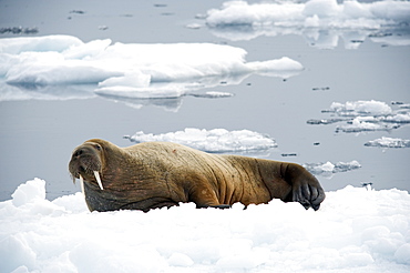 Walrus (Odobenus rosmarus). Longyearbyen, Far Northern Ice Sheets, Svalbard, Norway