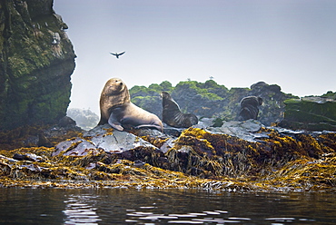 Wild Adult Male and Female, Steller sea lions (Eumetopias jubatus), endangered, colony, rookery, haul out, raft, above water. Bering Islands (Bering Sea) Russia, Asia.  MORE INFO: This sea lion in the largest member of the eared seals.