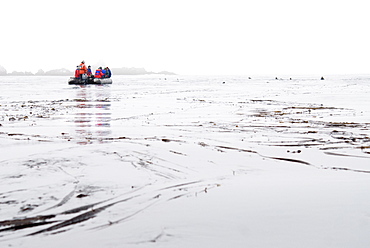 Zodiacs with tourists with Wild Stella sea lions (Eumetopias jubatus), Endangered,  Bering Islands (Bering Sea), Russia, Asia. 