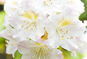 Rhododendron at the Botanical Gardens of, Sapporo (Hokkaido), Japan, Asia