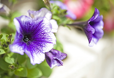 Petunias (Petunia x hybrida) at the Botanical Gardens Sapporo (Hokkaido) Japan, Asia