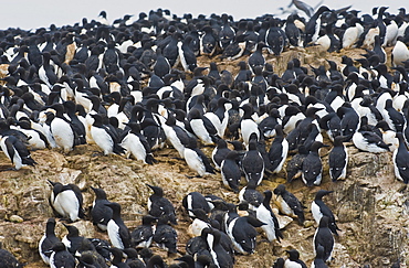 Wild Common Murres  (Uria aalge) male and feamle,  colony, hundreds of thousands, Tyuleniy Island (Bering Sea), Russia, Asia