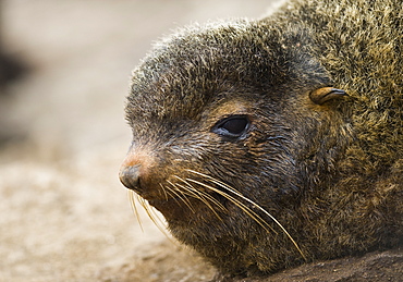 Wild female Northern Fur seal (Callorhinus ursinus), Endangered,  rookery, haul out, Colony,  Tyuleniy Island (Bering Sea), Russia, Asia