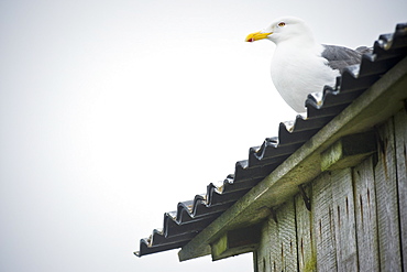 Wild Slaty-backed Gull (Larus schistisagus) Tyuleniy Island, Russia, Asia   MORE INFO:  Gulls circle the Kittywakes colony in hope that if they fly, the gulls can swoop in and grab their exposed eggs