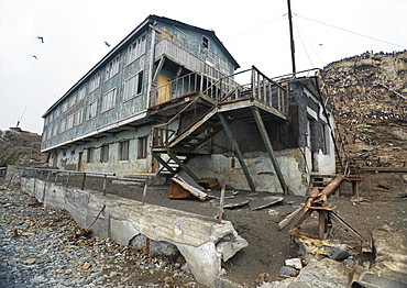 Abandoned Hotel near Wild Common Murres (Uria aalge) colony, Tyuleniy Island (Bering Sea), Russia, Asia