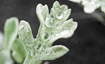 Arctic flora and funa, Chirpoy Island, Russia, 14/06/2008 