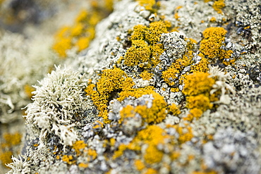 Arctic flora and fauna, lichen,  Chirpoy Island (Kuril Islands/ Bering Sea), Russia, Asia