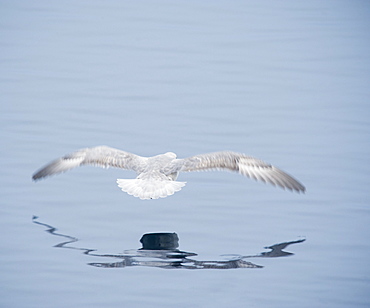 Gull low over the water. Longyearbyen, Far Northern Ice Sheets, Svalbard, Norway