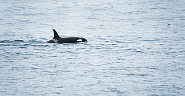 Wild Adult Male Killer Whale or Orca (Orcinus orca), Shimushir Island (Bering Sea) Russia, Asia