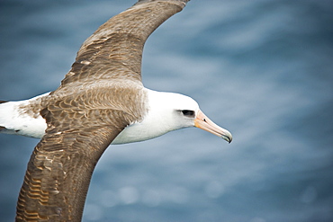 Wild Male Short-tailed Albatross or Steller's Albatross (Phoebastria albatrus) Solo, Endangered. Shimushir Island (Bering Sea), Russia, Asia