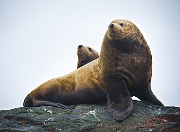 Wild Adult Male and Female, Steller sea lions (Eumetopias jubatus), endangered, colony, rookery, haul out, raft, above water. Bering Islands (Bering Sea) Russia, Asia.  MORE INFO: This sea lion in the largest member of the eared seals.