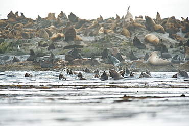 Wild Adult Male and Female, Steller sea lions (Eumetopias jubatus) and Wild Male Northern fur seals, endangered, colony, rookery, haul out, raft, above and in water. Bering Islands (Bering Sea) Russia, Asia.  MORE INFO: This sea lion in the largest member of the eared seals.