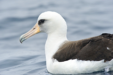 Wild Male Short-tailed Albatross or Steller's Albatross (Phoebastria albatrus) Solo, Endangered. Shimushir Island (Bering Sea), Russia, Asia