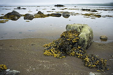 Coastal view of rocks and sea weed, Atlasova Island (Bering Sea)  Russia, Asia 