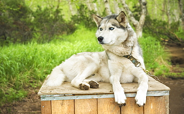 Captive Male Siberian Huskies at the Siberian K9 Kennel and Lodge, Petropavlovsk (Kamchatka) Russia, Asia.  MORE INFO: Dogs used for sled pulling and races.