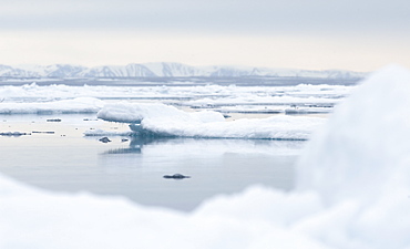 Longyearbyen, Far Northern Ice Sheets, Svalbard, Norway