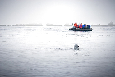 Zodiacs with tourists with Wild Female Stella sea lion (Eumetopias jubatus), Endangered, Solo,  Bering Islands (Bering Sea), Russia, Asia.  MORE INFO:  This sea lion in the largest member of the eared seals.