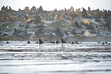 Wild Adult Male and Female, Steller sea lions (Eumetopias jubatus), endangered, colony, rookery, haul out, raft, above water. Bering Islands (Bering Sea) Russia, Asia.  MORE INFO: This sea lion in the largest member of the eared seals.