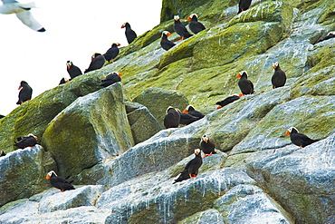 Wild Adult Tufted Puffins (Fratercula cirrhata), Colony, In breeding plumage, Bering Islands (Bering sea), Russia, Asia. 