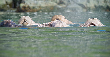 Wild Males Walrus (Odobenus rosmarus), Endangered, Haul out, colony, Bogoslov Island (Bering Sea) Russia, Asia