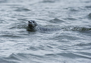 Harbour Seal (Phoca vitulina). Lorino, Siberia, Chukotskiy Peninsular, Russia