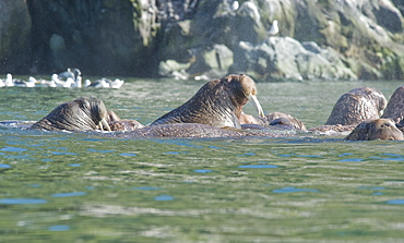 Wild Males Walrus (Odobenus rosmarus), Endangered, Haul out, colony, Bogoslov Island (Bering Sea) Russia, Asia