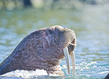 Wild Males Walrus (Odobenus rosmarus), Endangered, Haul out, colony, Bogoslov Island (Bering Sea) Russia, Asia