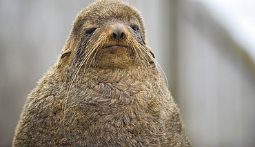 Wild female Northern Fur seal (Callorhinus ursinus), Endangered,  rookery, haul out, Colony,  Tyuleniy Island (Bering Sea), Russia, Asia