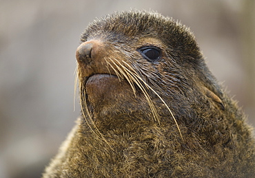 Wild female Northern Fur seal (Callorhinus ursinus), Endangered,  rookery, haul out, Colony,  Tyuleniy Island (Bering Sea), Russia, Asia