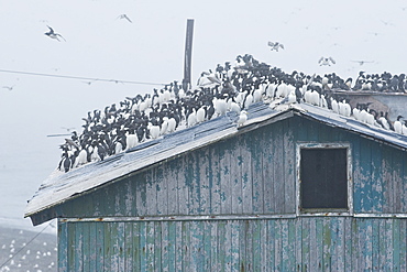 Wild Common Murres (Uria aalge) male and feamle,  colony, hundreds of thousands, Tyuleniy Island (Bering Sea), Russia, Asia