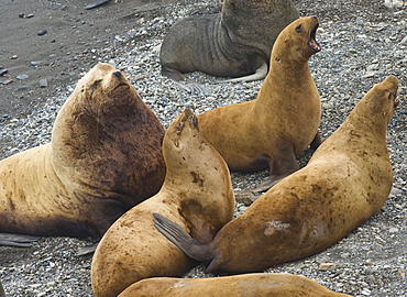 Wild Adult  Male and Female, Steller sea lions (Eumetopias jubatus), endangered, colony, rookery, haul out, raft, above water.Bering Islands (Bering Sea) Russia, Asia.  MORE INFO: This sea lion in the largest member of the eared seals.