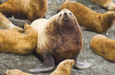 Wild Adult  Male and Female, Steller sea lions (Eumetopias jubatus), endangered, colony, rookery, haul out, raft, above water.Bering Islands (Bering Sea) Russia, Asia.  MORE INFO: This sea lion in the largest member of the eared seals.