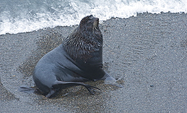 Wild large Male Northern Fur seal (Callorhinus ursinus), Endangered,  rookery, haul out, Colony,  Tyuleniy Island (Bering Sea), Russia, Asia