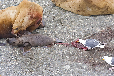 Wild Adult  Female, Steller sea lions (Eumetopias jubatus), new pup, fresh born. Slaty Back Gull picking at placenta and discharge from fresh born. endangered, colony, rookery, haul out, raft, above water.Bering Islands (Bering Sea) Russia, Asia.  MORE INFO: This sea lion in the largest member of the eared seals.