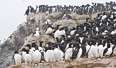 Wild Common Murres (Uria aalge) male and feamle,  colony, hundreds of thousands, Tyuleniy Island (Bering Sea), Russia, Asia