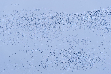 Swarm, Hundreds of thousands of Whiskerd Auklets (Aethia pygmaea), returning from feeding in eavening. Yankicha Island, (Bering Sea), Russia, Asia