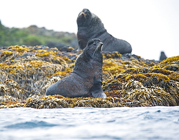 Wild Male Northern fur seals, endangered, colony, rookery, haul out, raft, above and in water. Bering Islands (Bering Sea) Russia, Asia.  MORE INFO: This sea lion in the largest member of the eared seals.