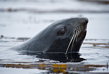 Wild Large Male Northern fur seal ( Callorhinus ursinus ), Solo, In water, Endangered, part of massive colony. Srednego Island (Bering Sea), Russia, Asia