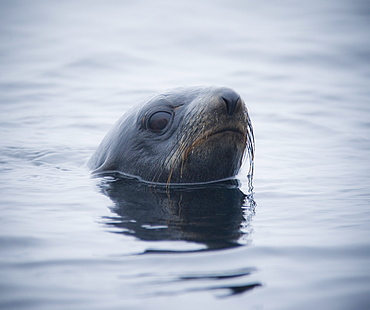 Wild Large Male Northern fur seal ( Callorhinus ursinus ), Solo, In water, Endangered, part of massive colony. Srednego Island (Bering Sea), Russia, Asia