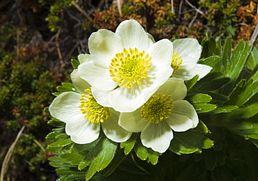 arctic flower, funa, Shelakova Bay, Kamchatka Peninsular, Russia, Asia