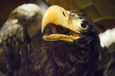 Regional Museum, Stuffed Eagle, Steller's Sea Eagle (Haliaeetus pelagicus), City of Petropavalovsk, Kamchatka, Russia, Asia