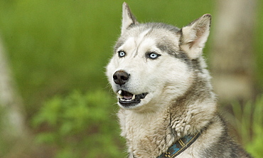 Captive Male Siberian Huskies at the Siberian K9 Kennel and Lodge, Petropavlovsk (Kamchatka) Russia, Asia.  MORE INFO: Dogs used for sled pulling and races.