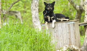 Captive Male Siberian Huskies at the Siberian K9 Kennel and Lodge, Petropavlovsk (Kamchatka) Russia, Asia.  MORE INFO: Dogs used for sled pulling and races.