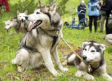 Captive Male Siberian Huskies at the Siberian K9 Kennel and Lodge, Petropavlovsk (Kamchatka) Russia, Asia.  MORE INFO: Dogs used for sled pulling and races.